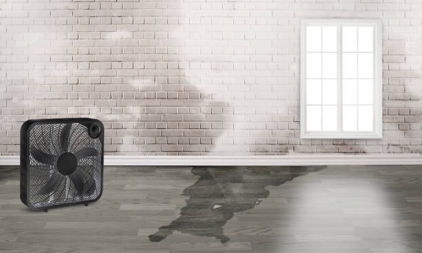 Best Flood damage cleanup  in Central Islip, NY